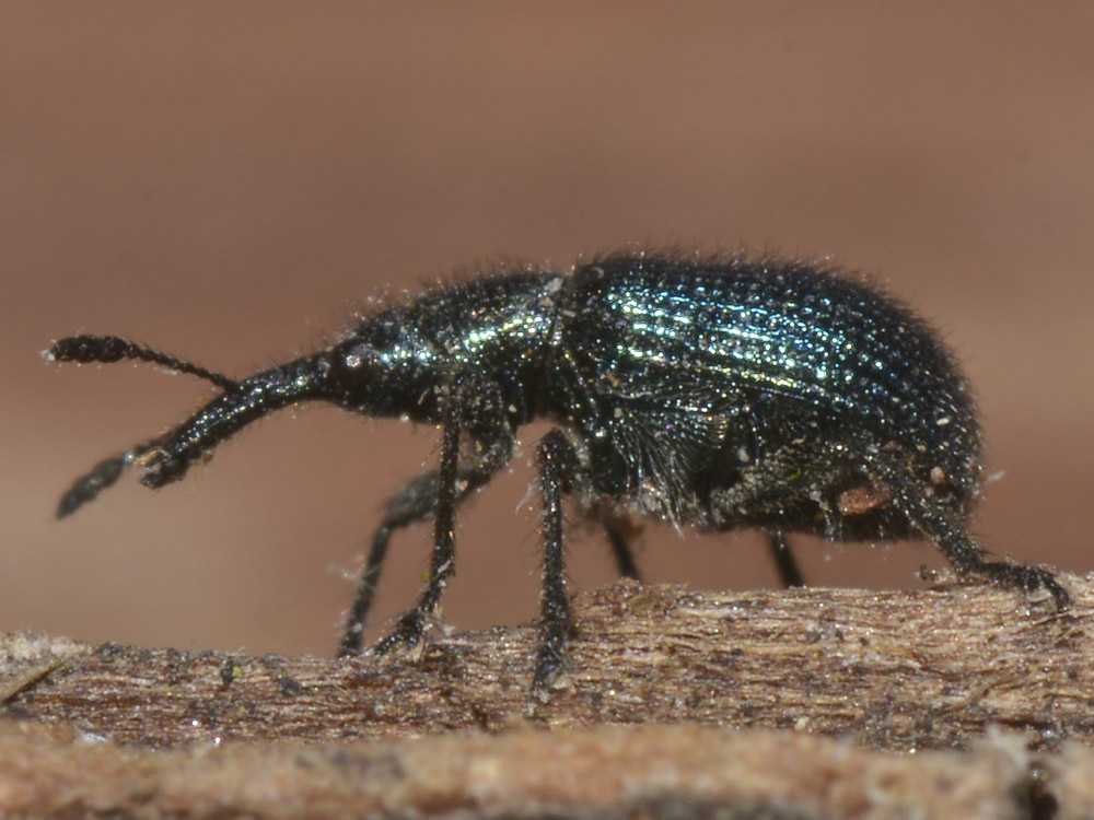 Involvulus o Neocoenorrhinus (Rhynchitidae)